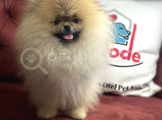 Show Kalite Kore Mini Pomeranian Boo Yavrularımız görsel
