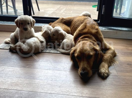 Ev Doğumlu Orjinal Babyface Golden Retriever Yavrular görsel
