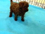 Korekan Toy Poodle Yavrular