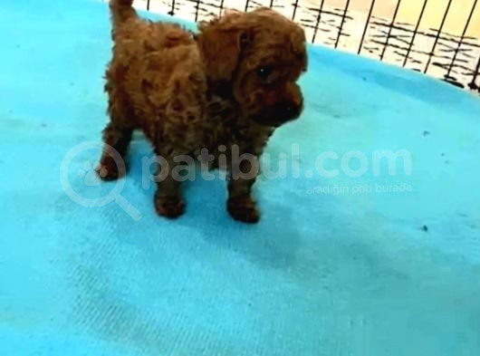Korekan Toy Poodle Yavrular görsel