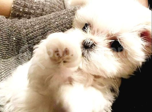 Ev Doğumu Maltese Bebegimiz görsel