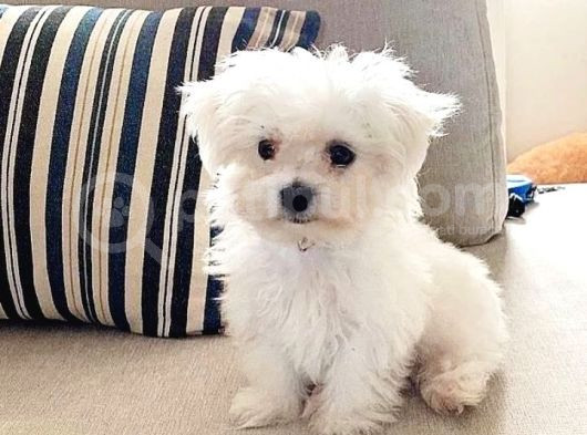 Ev Doğumu Maltese Bebegimiz görsel