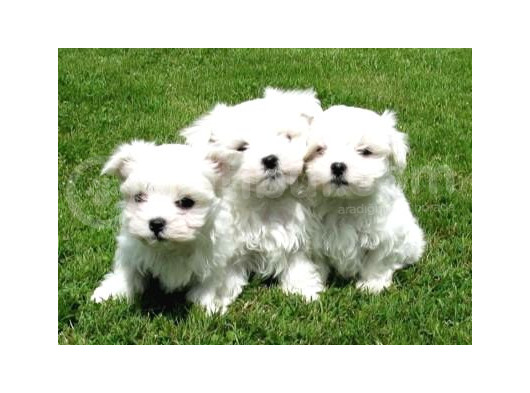 A Kalite Maltese Terrier Yavrularımız
