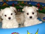 A Kalite Maltese Terrier Yavrularımız