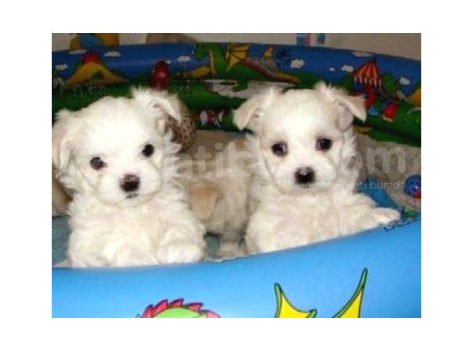 A Kalite Maltese Terrier Yavrularımız görsel