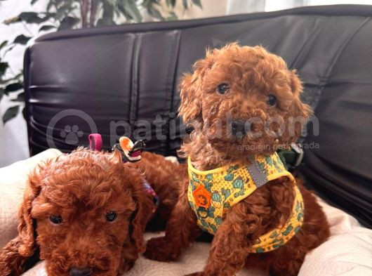 Scr Li Poodle Bebekler Yeni Yuvalarına Gitmeye Hazırlar görsel
