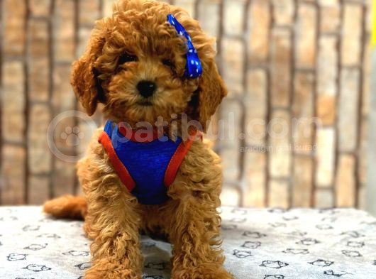 Tooy Poodle Yavrumuz 0 Teacup 