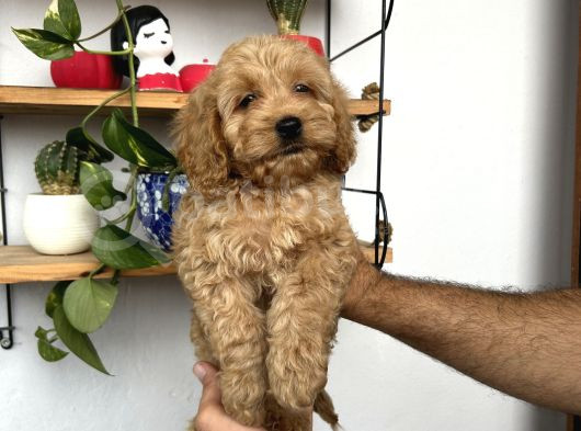 Cockapoo Erkek Dişi Yavrularımız Tüğ Dökmez Koku Yapmaz