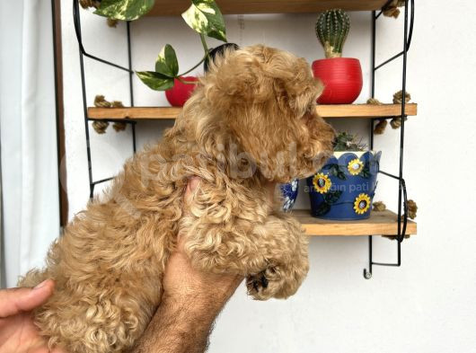 Cockapoo Erkek Dişi Yavrularımız Tüğ Dökmez Koku Yapmaz görsel