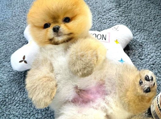 Gülen Surat Pomeranian Boo Yavrularımız görsel
