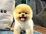 Gülen Surat Pomeranian Boo Yavrularımız