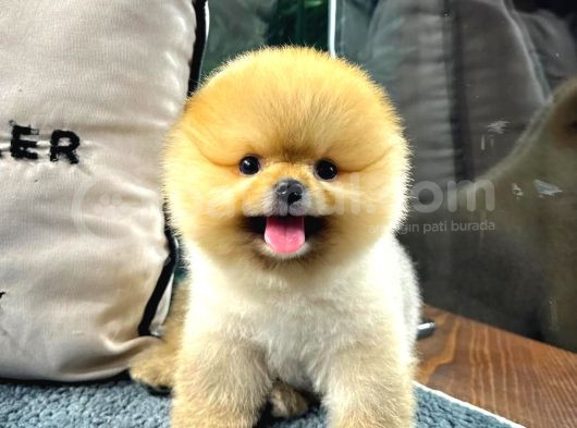 Gülen Surat Pomeranian Boo Yavrularımız görsel