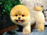Gülen Surat Pomeranian Boo Yavrularımız
