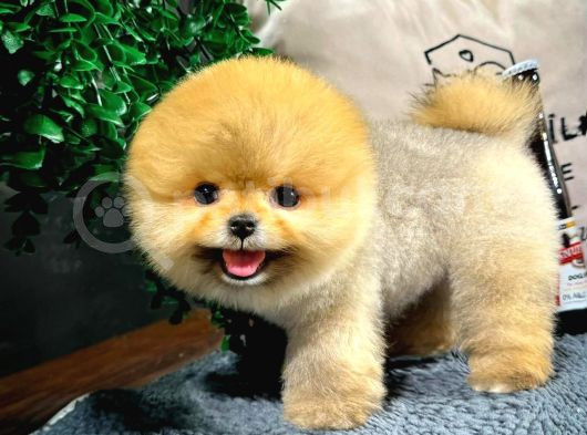 Gülen Surat Pomeranian Boo Yavrularımız görsel