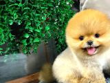Gülen Surat Pomeranian Boo Yavrularımız