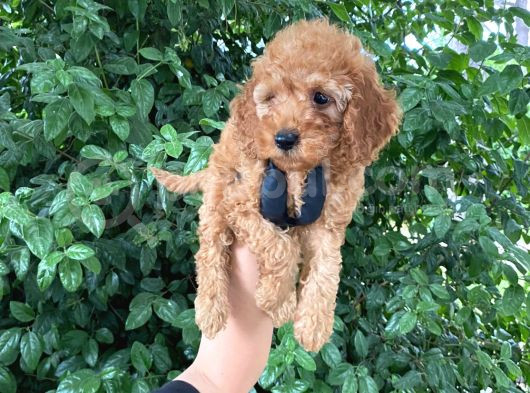 Uygun Puanlı Orjinal Poodle Bebeklerim görsel