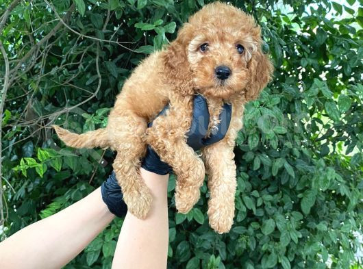 Uygun Puanlı Orjinal Poodle Bebeklerim görsel