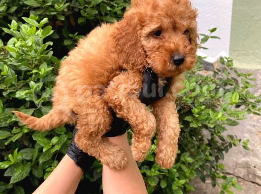 Uygun Puanlı Orjinal Poodle Bebeklerim görsel