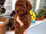 Veteriner Kontrolünde Teslim Poodle Miniğim