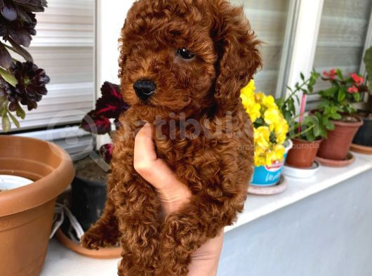 Veteriner Kontrolünde Teslim Poodle Miniğim görsel