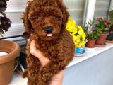 Veteriner Kontrolünde Teslim Poodle Miniğim