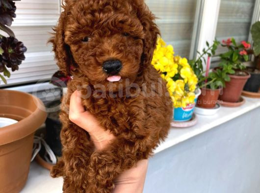 Veteriner Kontrolünde Teslim Poodle Miniğim görsel