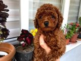 Veteriner Kontrolünde Teslim Poodle Miniğim