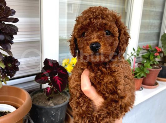Veteriner Kontrolünde Teslim Poodle Miniğim görsel