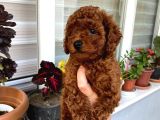 Veteriner Kontrolünde Teslim Poodle Miniğim