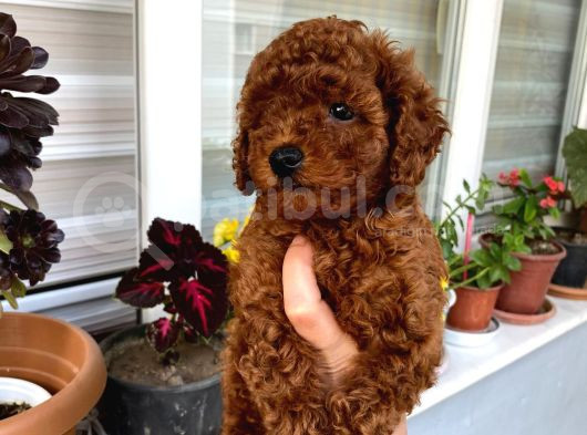 Veteriner Kontrolünde Teslim Poodle Miniğim görsel