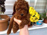 Veteriner Kontrolünde Teslim Poodle Miniğim