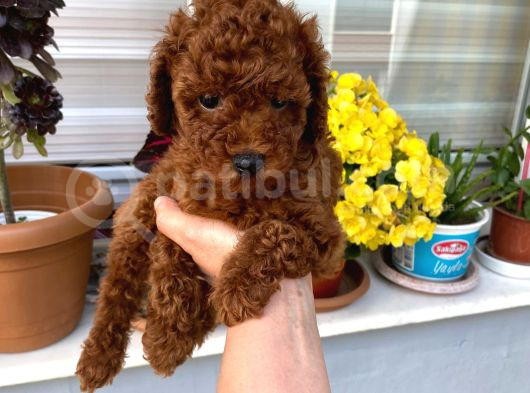 Veteriner Kontrolünde Teslim Poodle Miniğim görsel