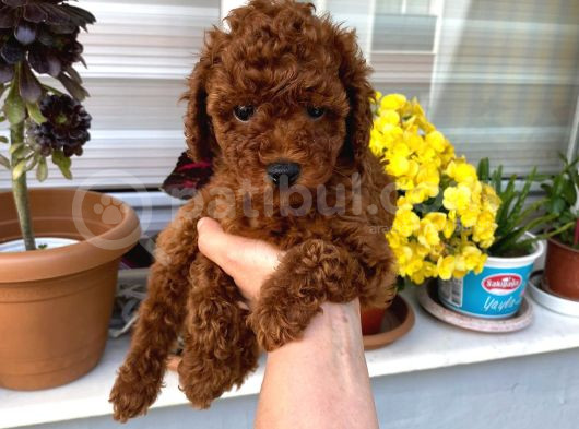Veteriner Kontrolünde Teslim Poodle Miniğim