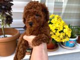 Veteriner Kontrolünde Teslim Poodle Miniğim