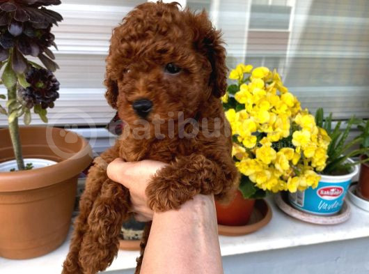 Veteriner Kontrolünde Teslim Poodle Miniğim görsel