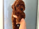 Anne Altından ev doğumlu orjinal poodle yavrum