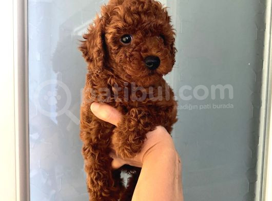 Anne Altından Ev Doğumlu Orjinal Poodle Yavrum
