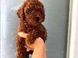 Anne Altından Ev Doğumlu Orjinal Poodle Yavrum
