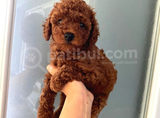 Anne Altından Ev Doğumlu Orjinal Poodle Yavrum görsel