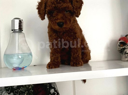 Orjinal Erkek Kore Toy Poodle Bebeğim görsel