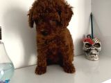 Orjinal Erkek Kore Toy Poodle Bebeğim