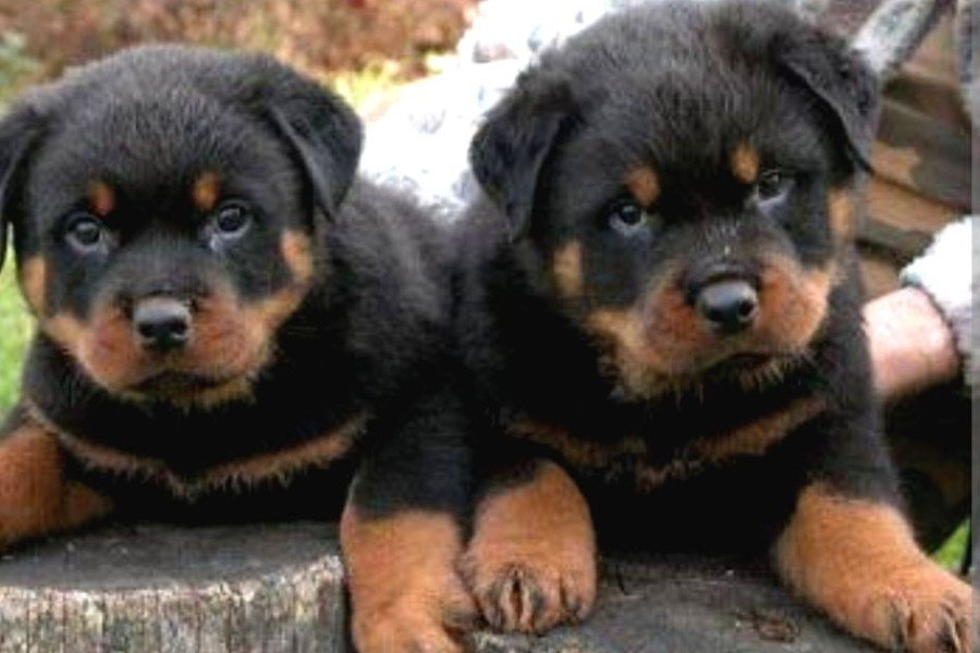 Macar Rottweiler | Rottweiler İlanı | Patibul