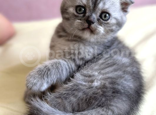 2 Aylık Safkan Scotish Fold görsel