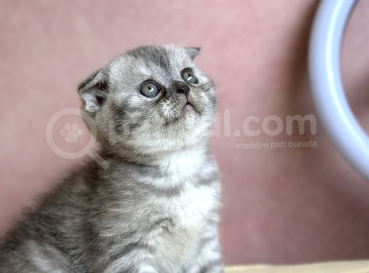 2 Aylık Safkan Scotish Fold görsel