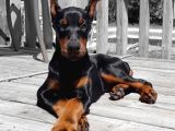 Estetikli Erkek ve dişi Doberman 4 Aylık