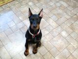 Estetikli Erkek Ve Dişi Doberman 4 Aylık
