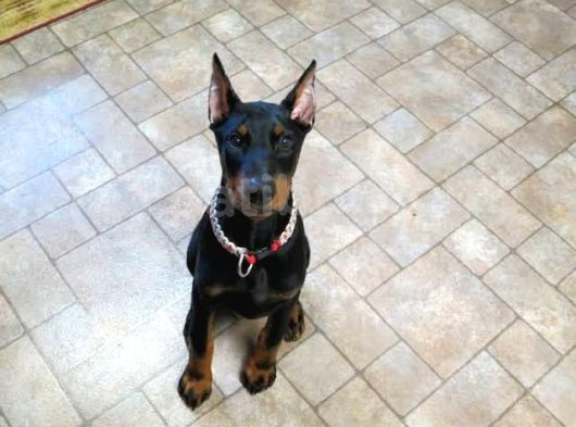 Estetikli Erkek Ve Dişi Doberman 4 Aylık görsel