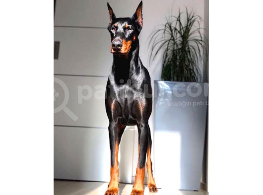 Estetikli Erkek Ve Dişi Doberman 4 Aylık görsel