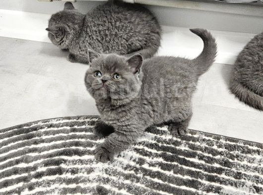 Harika Scottish Fold Ve British Yavrularım görsel