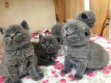 Harika Scottish Fold Ve British Yavrularım